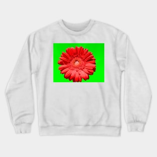 Red gerbera on green Crewneck Sweatshirt